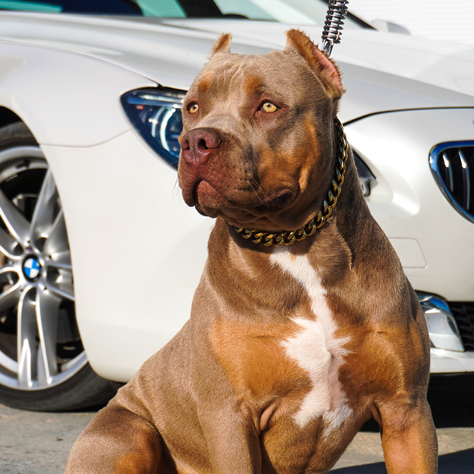 Bentley