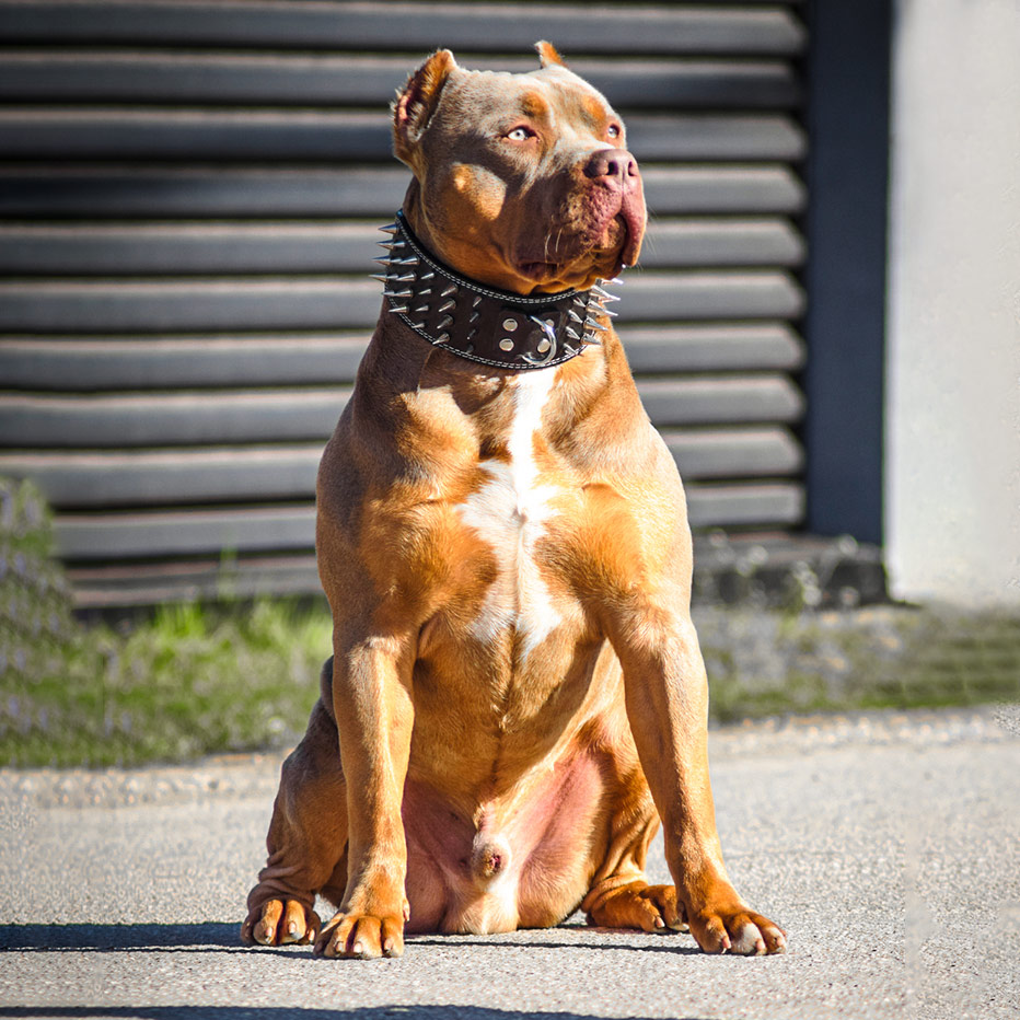 Bentley
