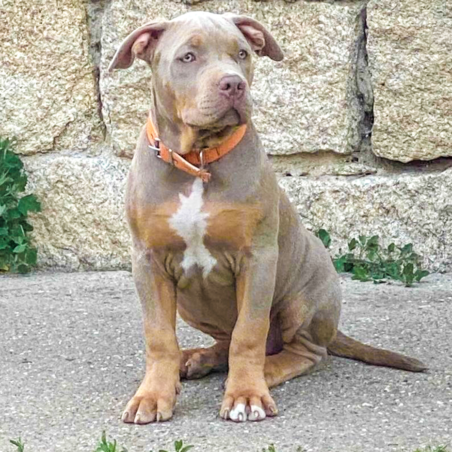 Bentley