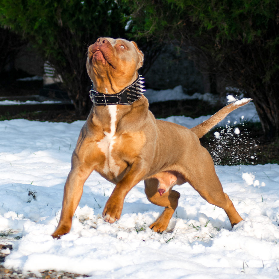 Bentley