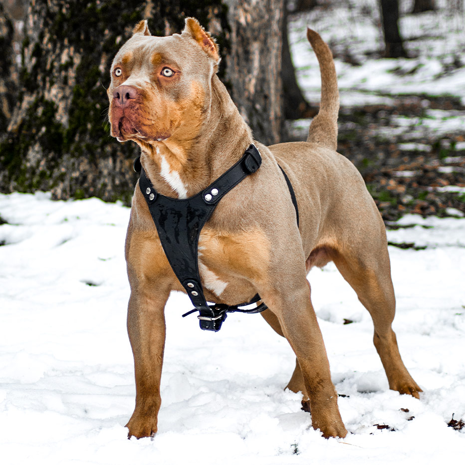 Bentley