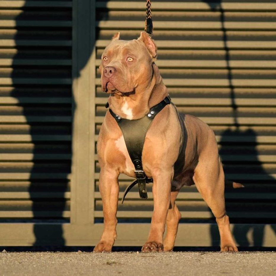 Bentley