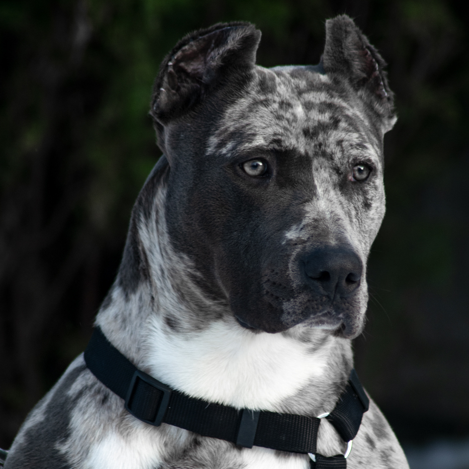 Cruella