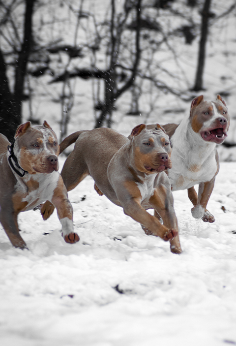 Breedings - DMG Bullys