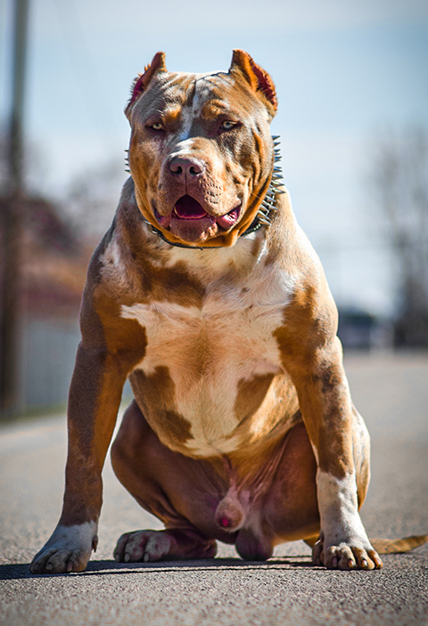 Males - DMG Bullys