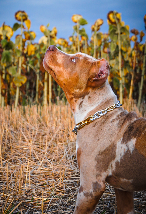 Puppies - DMG Bullys