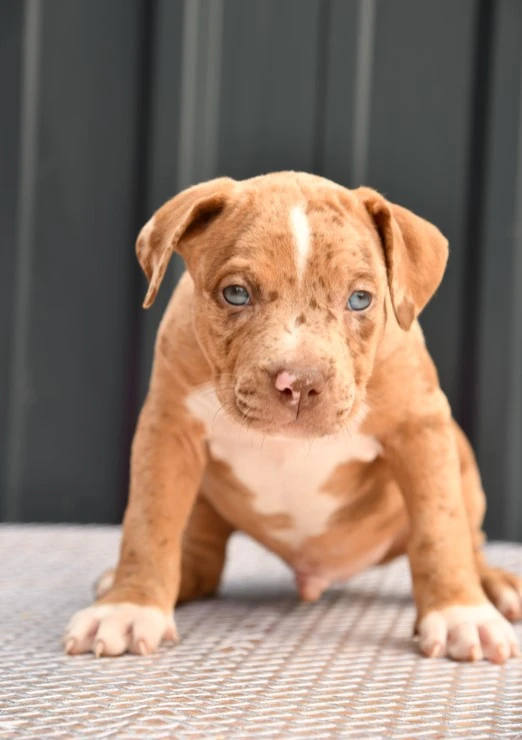 American Bully puppy