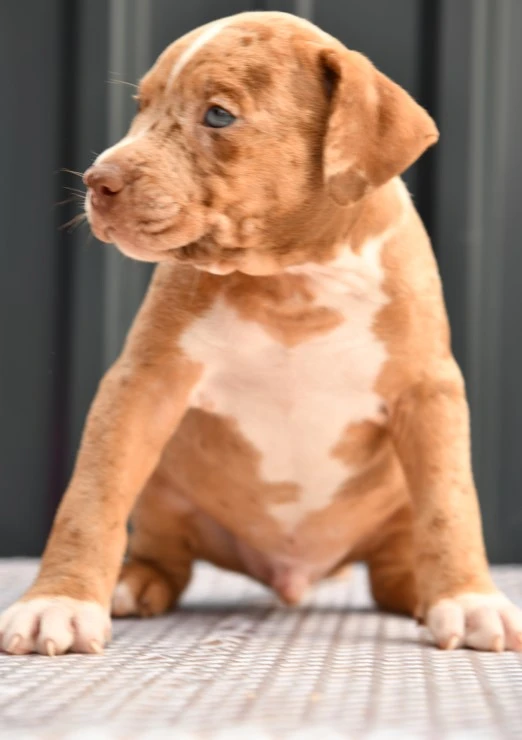 American Bully puppy