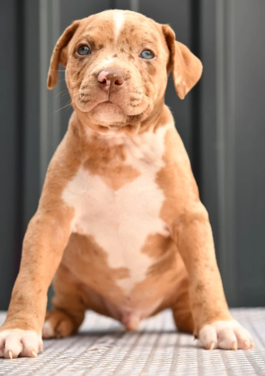 American Bully puppy