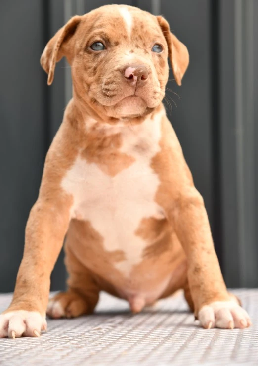 American Bully puppy